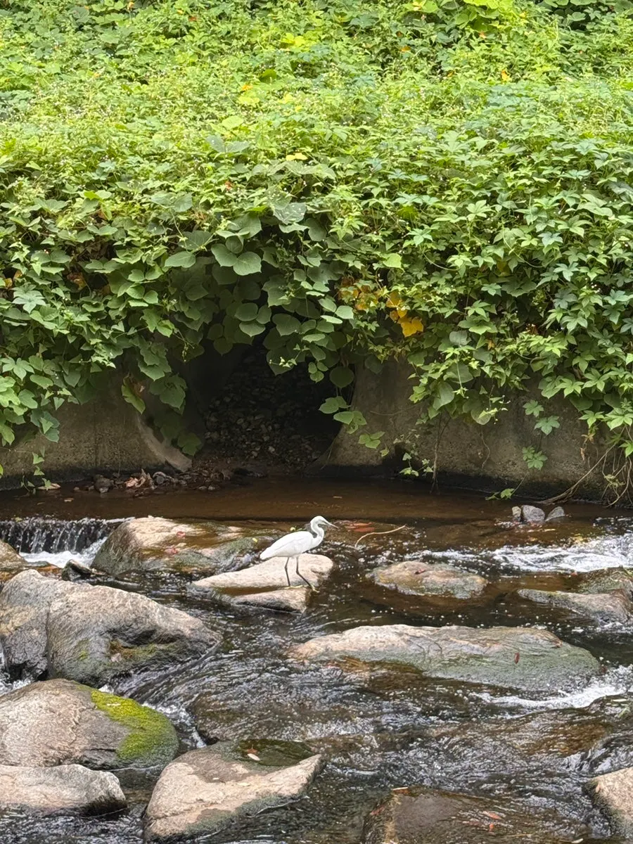 Walking path along Seongbokcheon after the meal