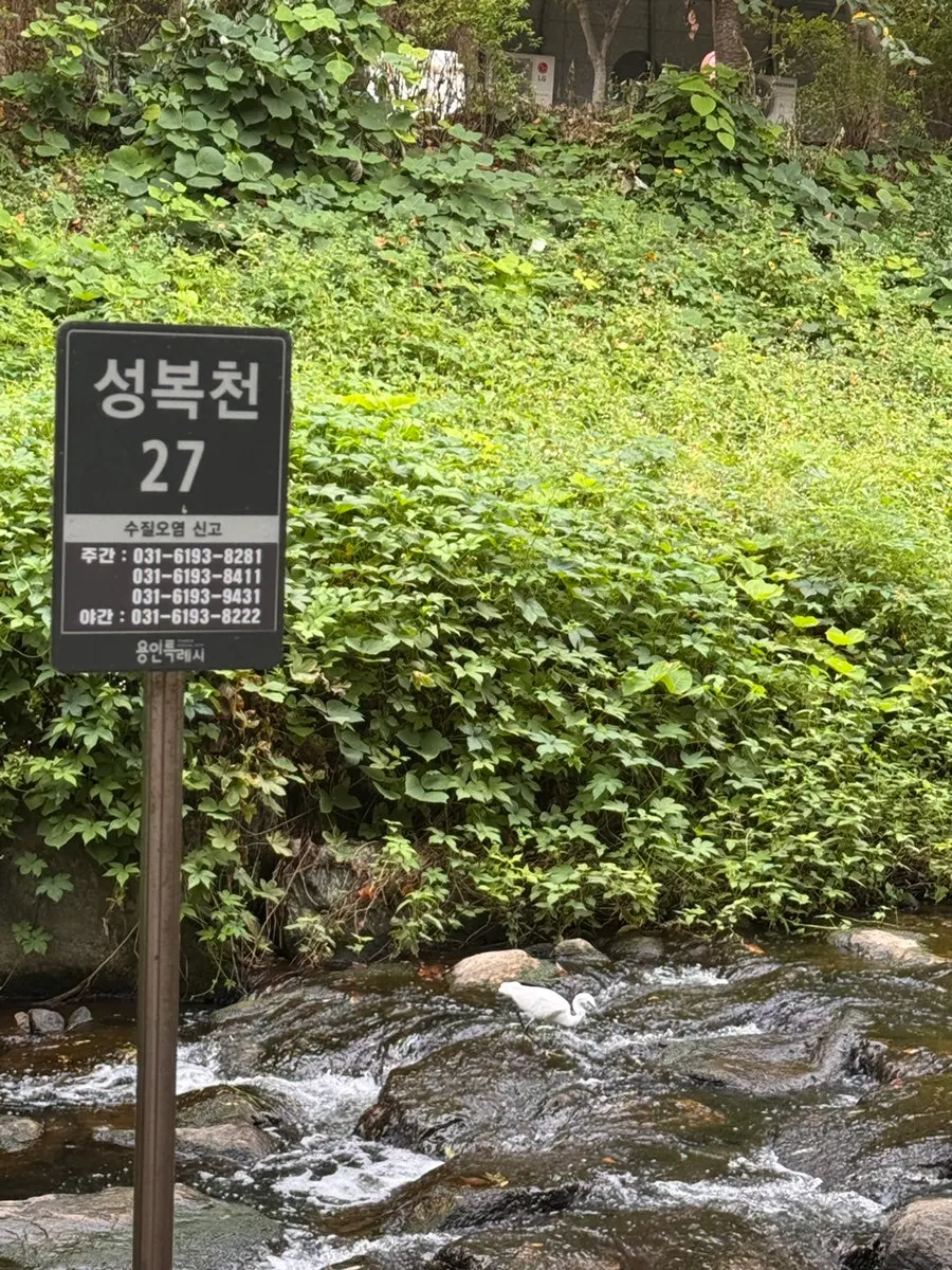A heron spotted at Seongbokcheon