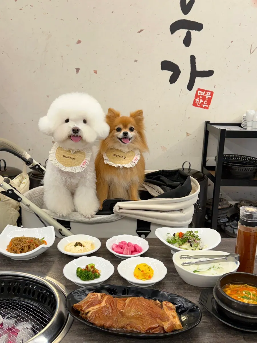 초당우가 실내 반려견 동반 구역 안내