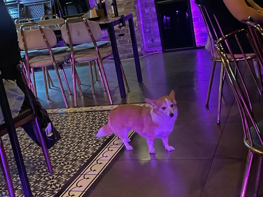 Coco's two welsh corgi mascots