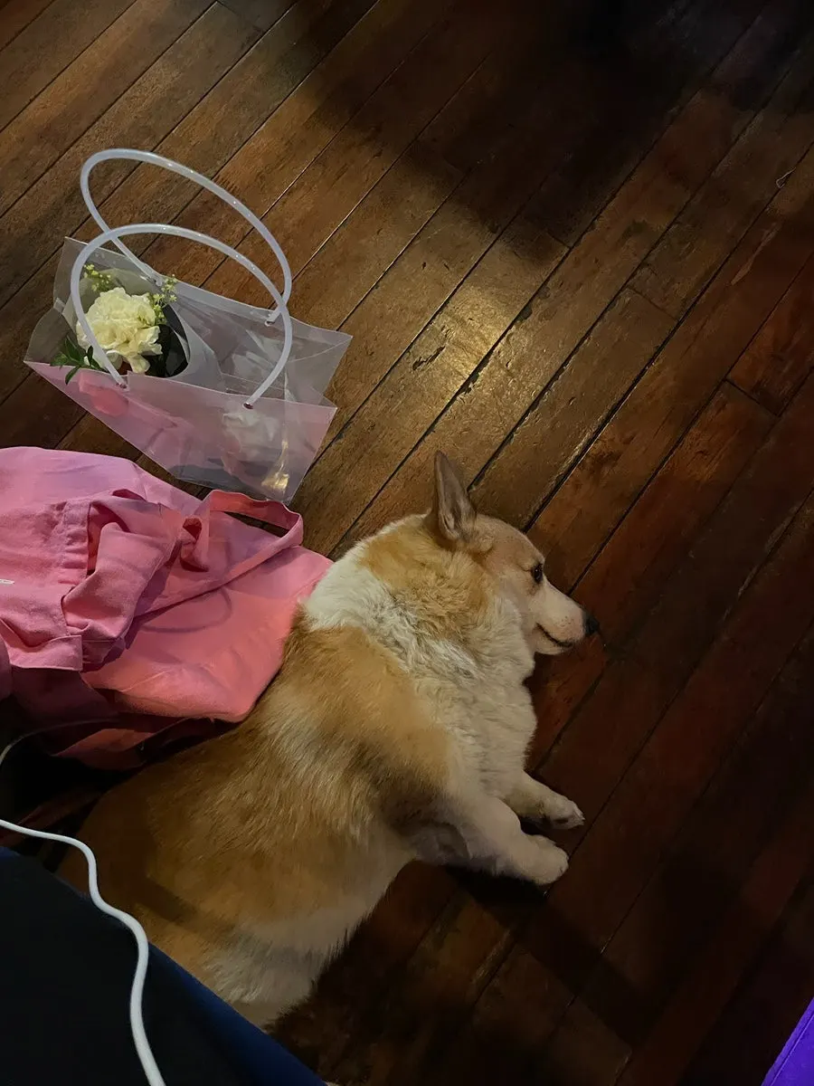 Welsh corgis Deokhui and Deoknam keeping watch by the table