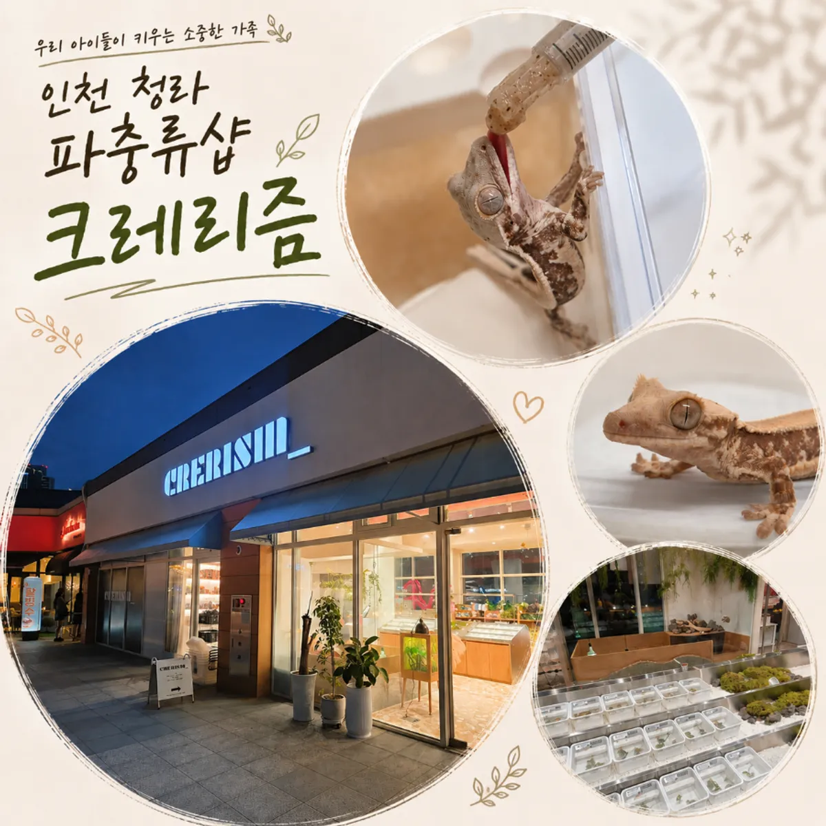 Anak crested gecko yang diadopsi di Crerism Incheon Cheongna Branch