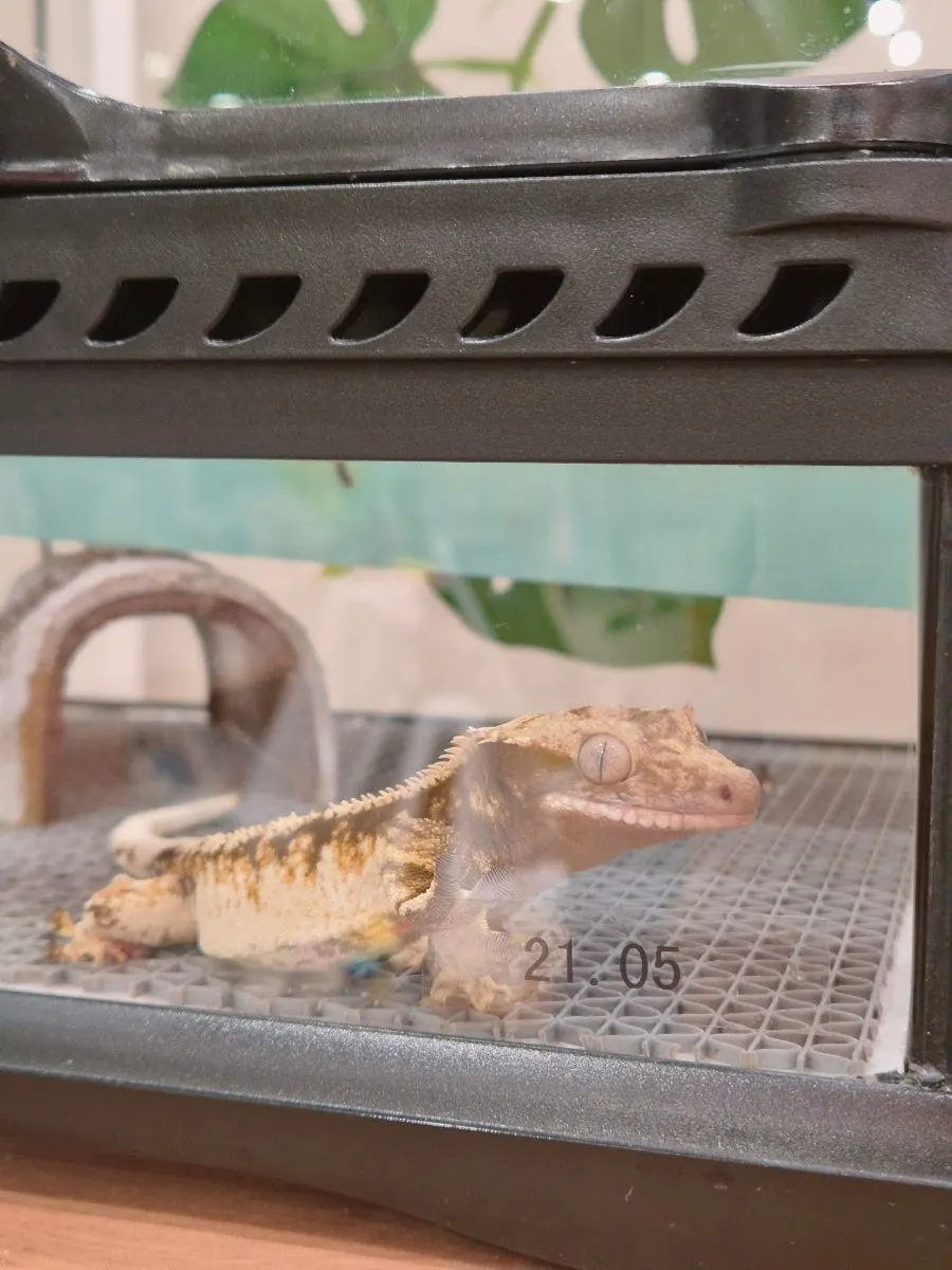 Gambar dekat crested gecko yang menunggu diadopsi