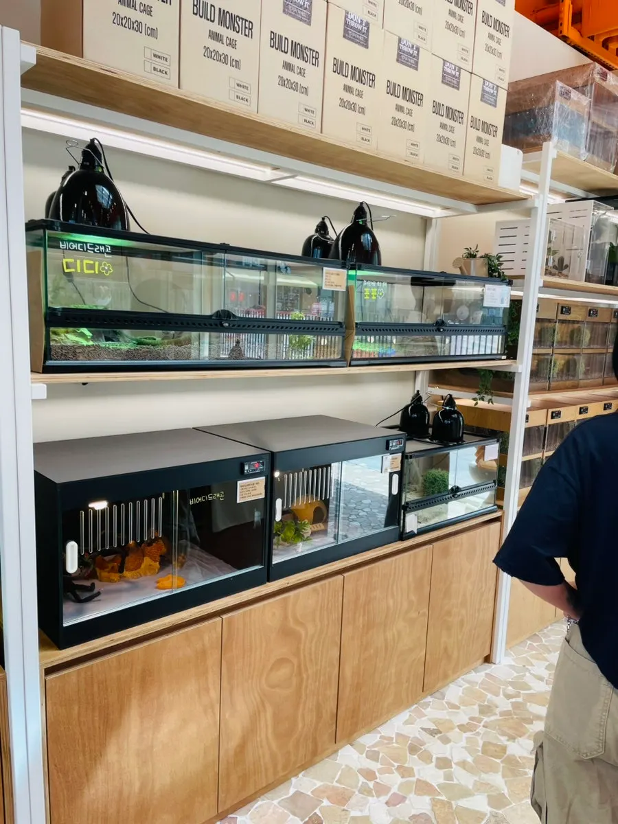 Interior of the store lined with crested gecko terrariums