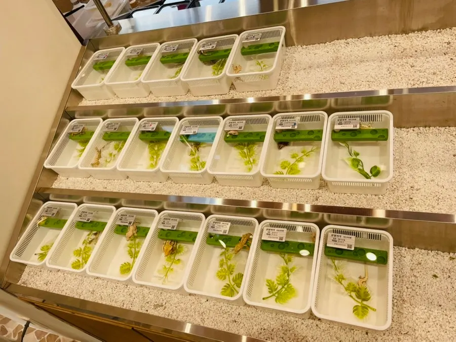 Crested geckos of different morphs, including dalmatian and normal