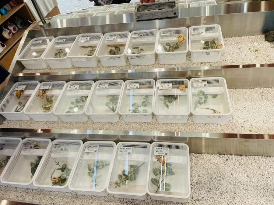 Crested geckos in cream and lily morphs