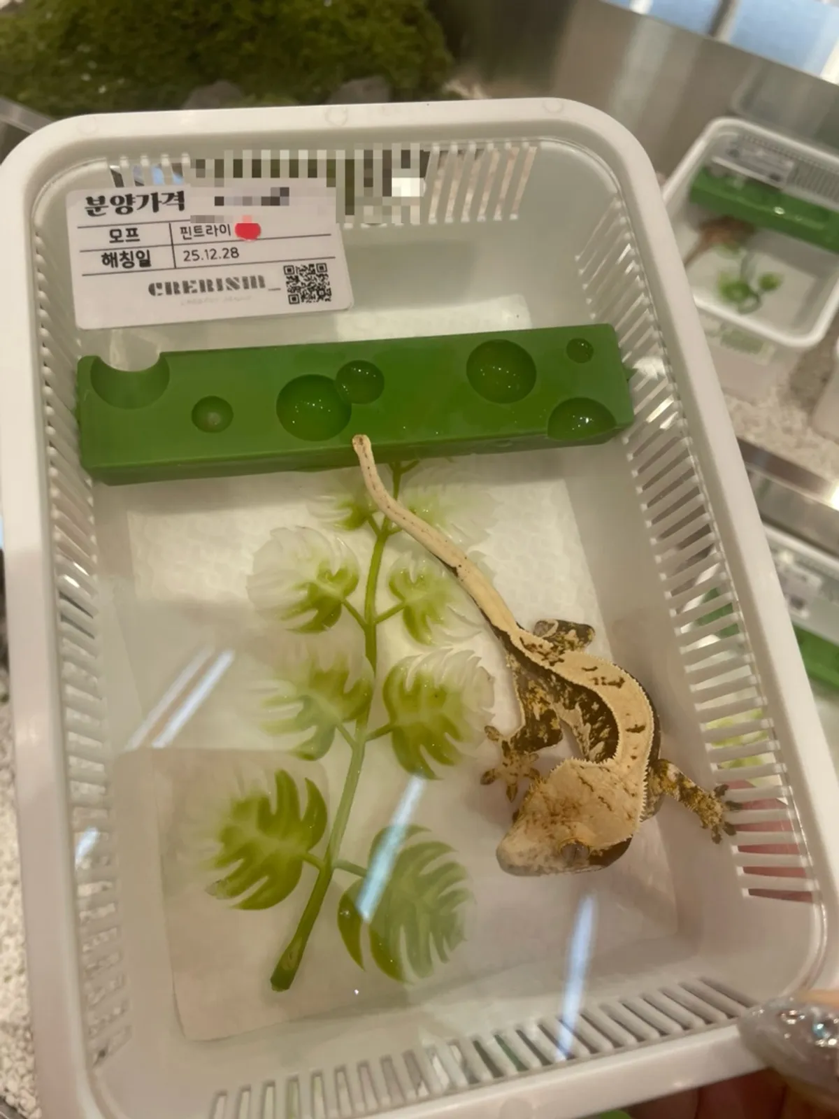 The adopted 2025-hatched Pintrai crested gecko