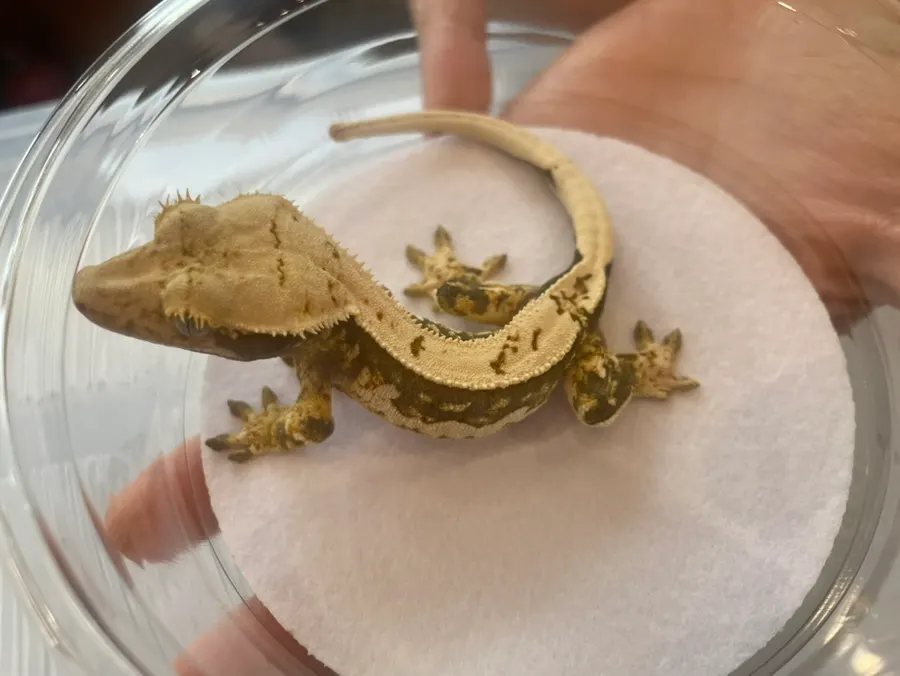 The pattern of the juvenile-sized Pintrai individual