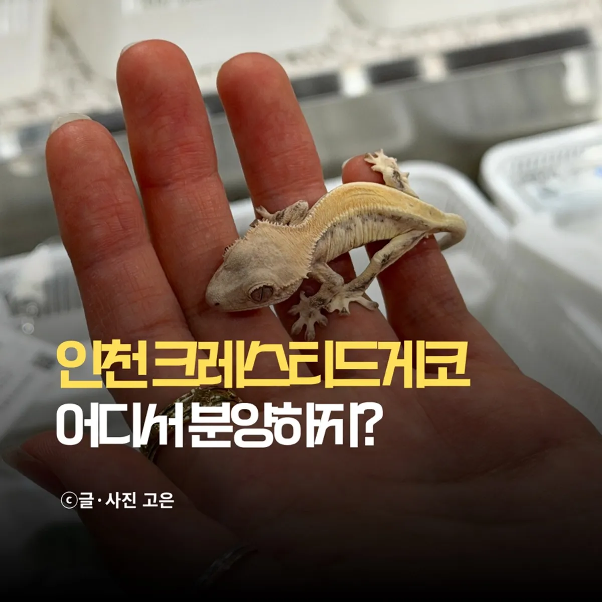 Main photo of a crested gecko at Crerism, a Cheongna reptile shop