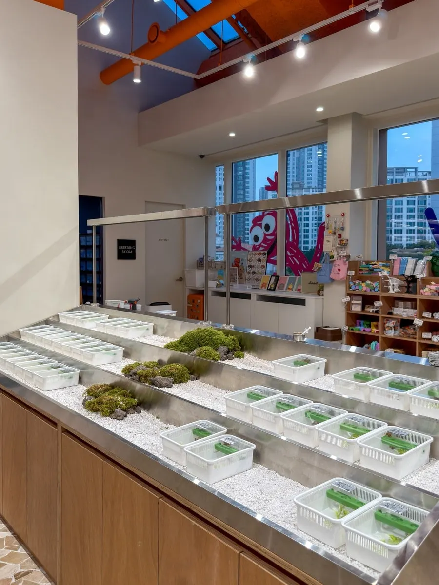 Crested gecko enclosures displayed at Crerism