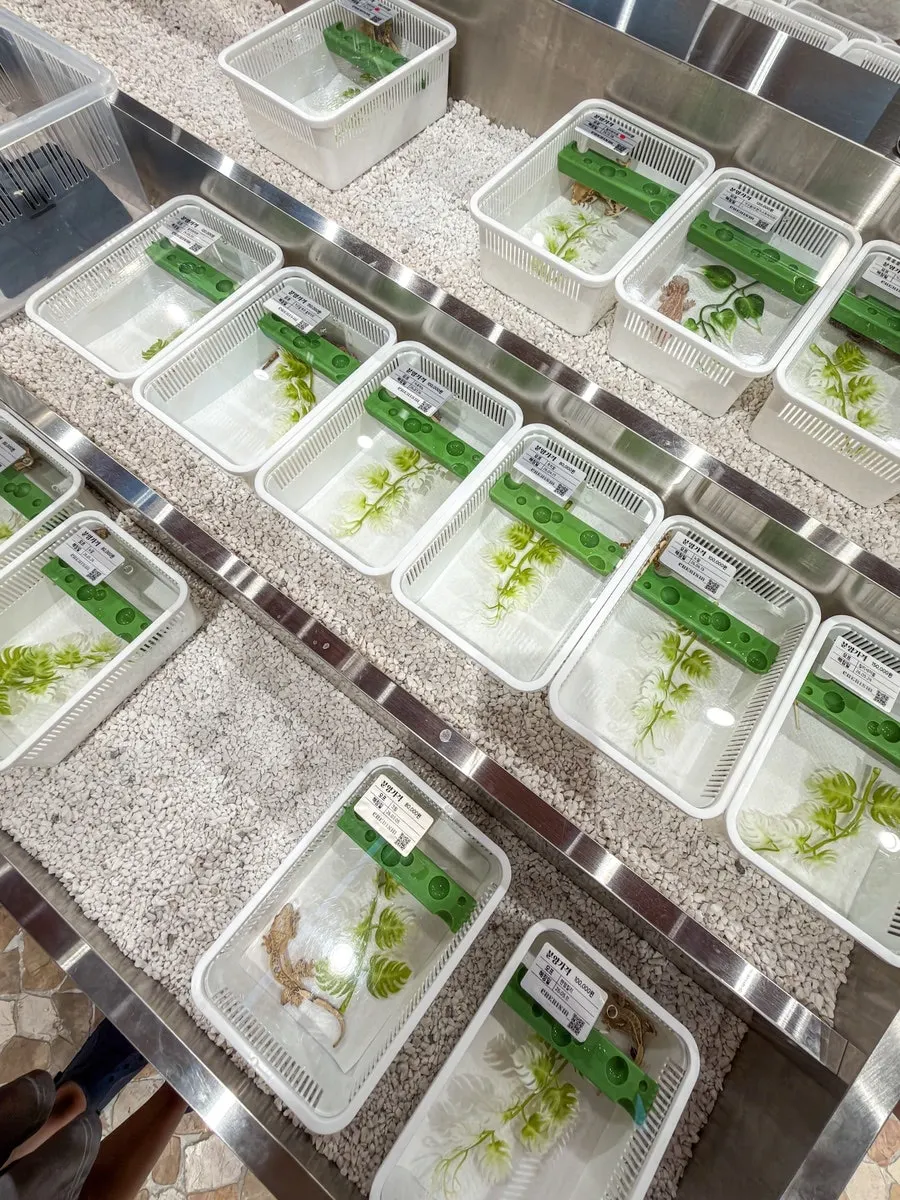 Crested geckos of various morphs