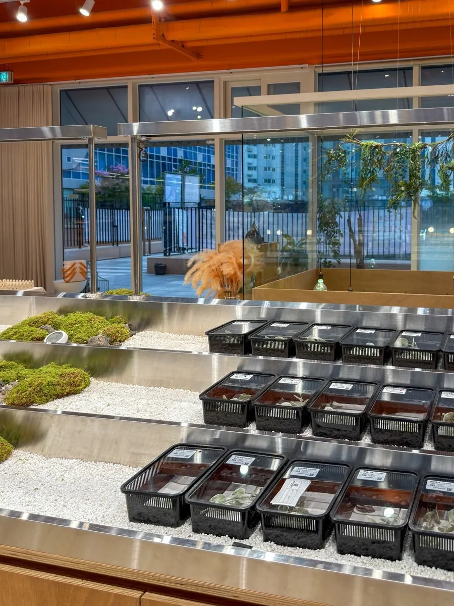 Display shelves of individuals at Crerism Incheon Cheongna Branch
