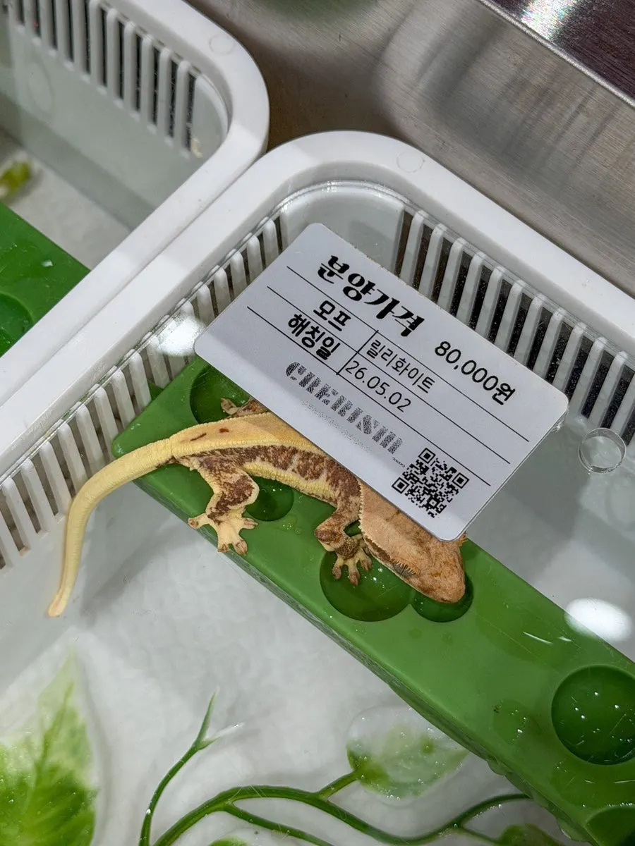 A baby crested gecko with the Lily Sable morph