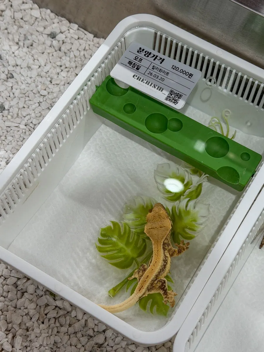A crested gecko with an ivory and beige color