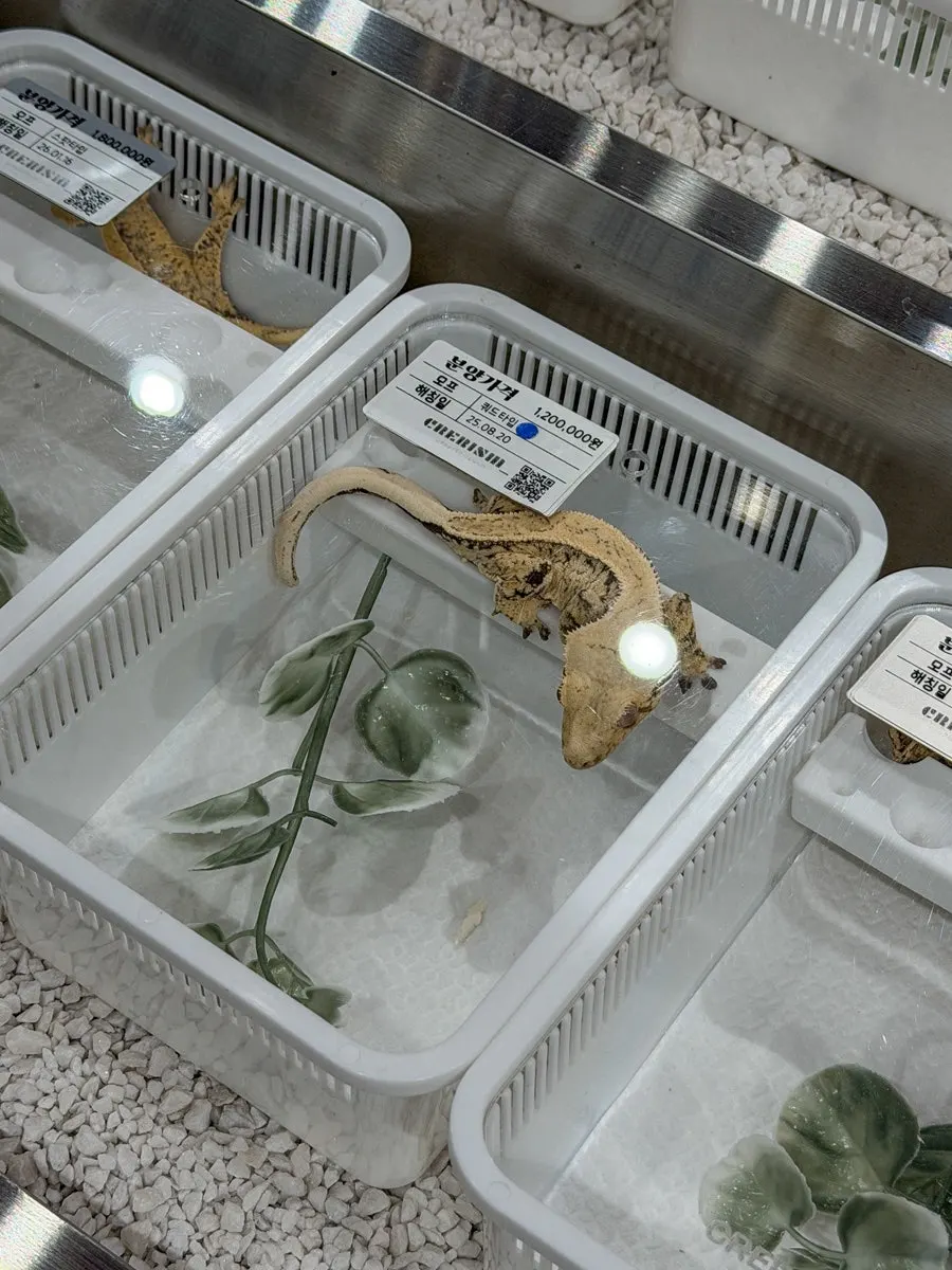 A crested gecko checked during the adoption consultation
