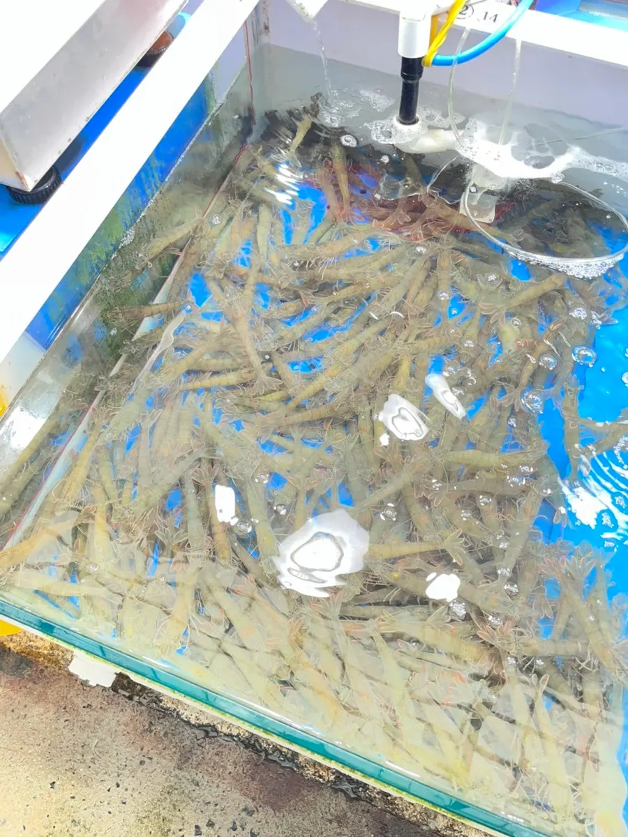 Seafood in a fish market tank