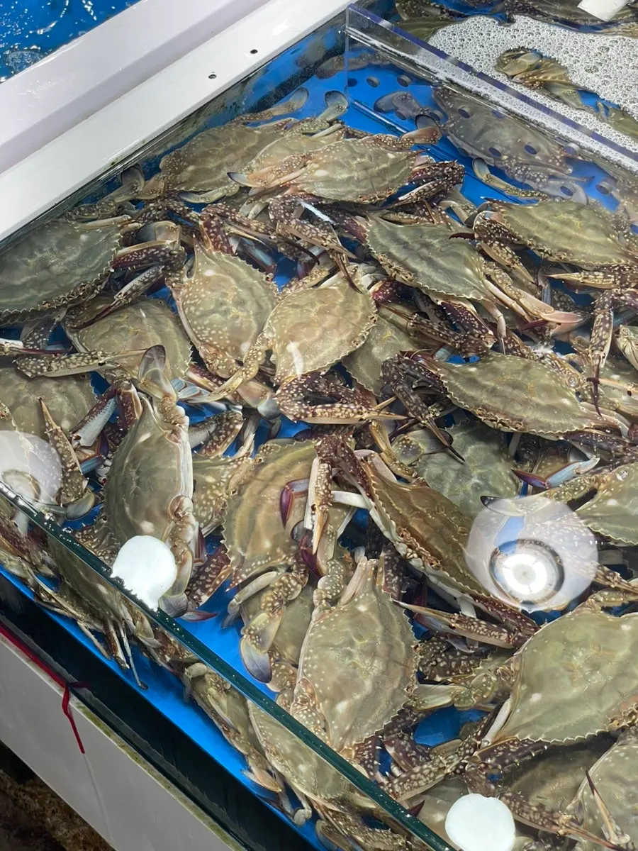 Autumn-season blue crabs in a market tank