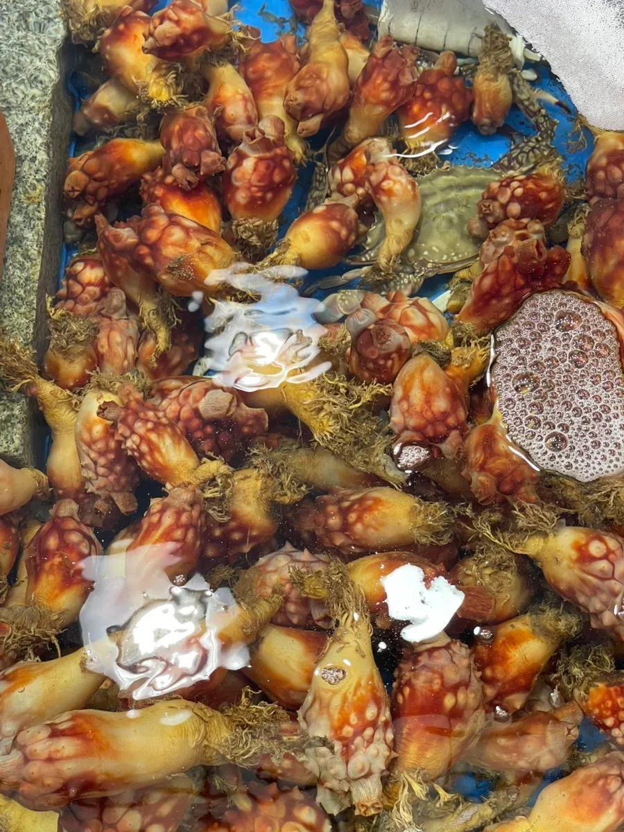Shrimp tank at the fish market