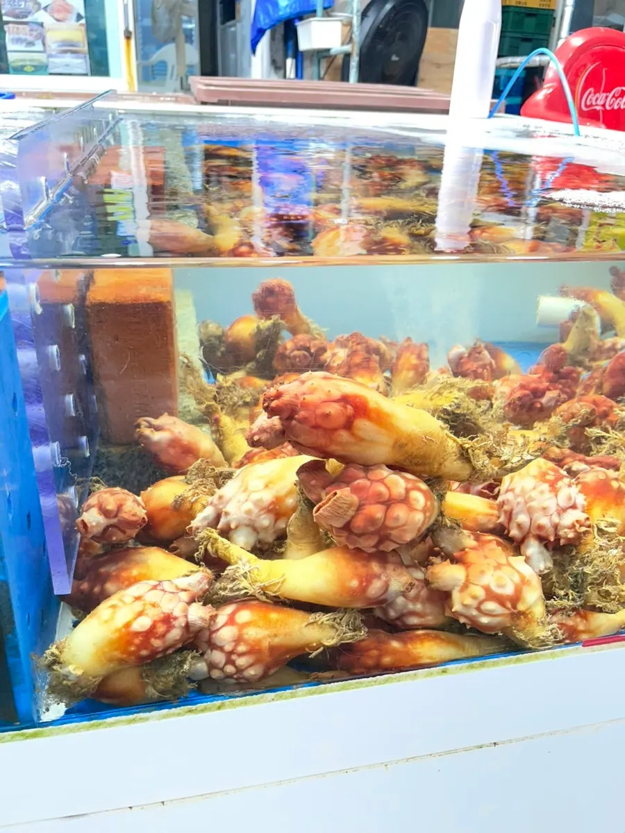 Live fish swimming in a market tank