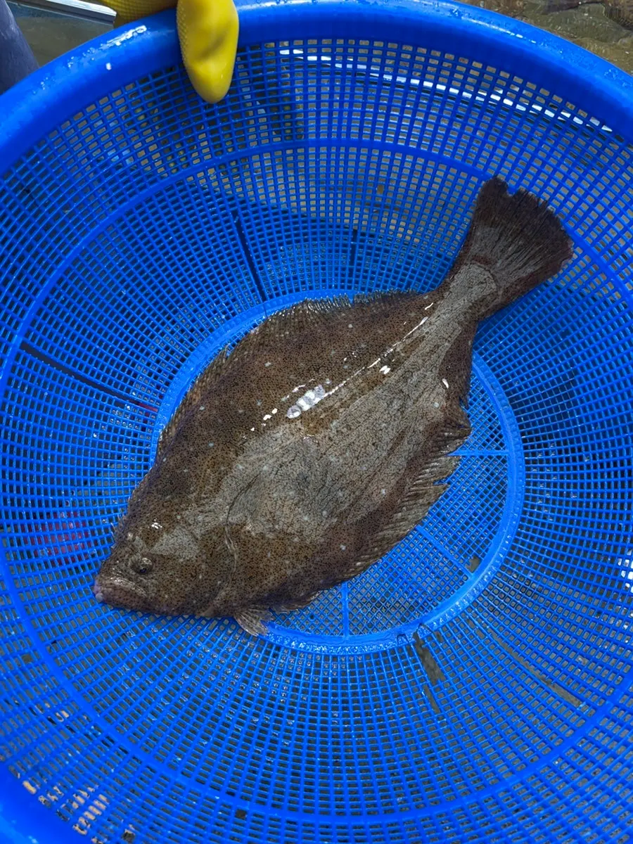 녹도수산에서 포장한 광어회
