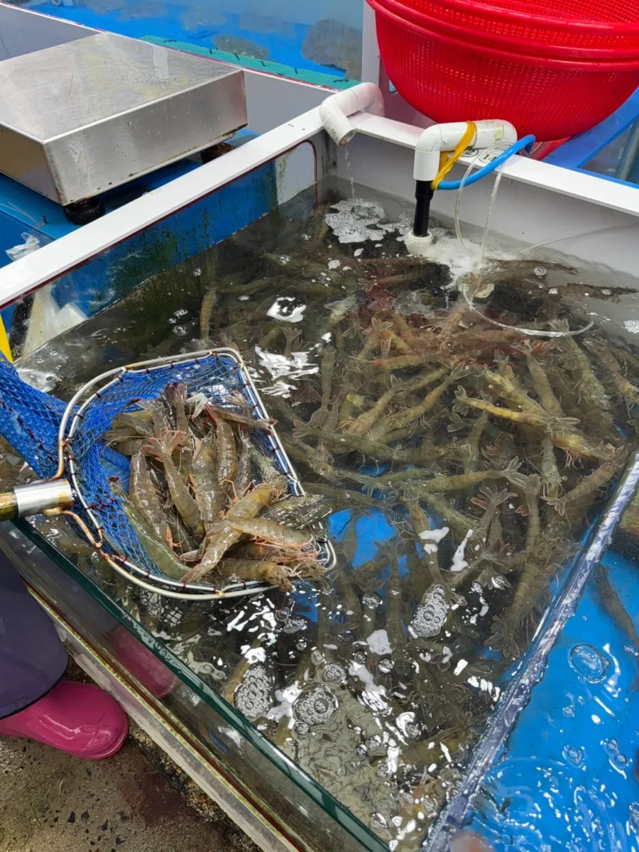 녹도수산에서 구입한 대하