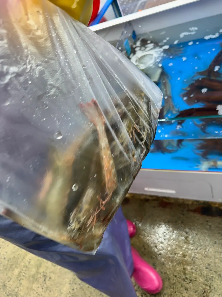 통통한 대하 한 접시