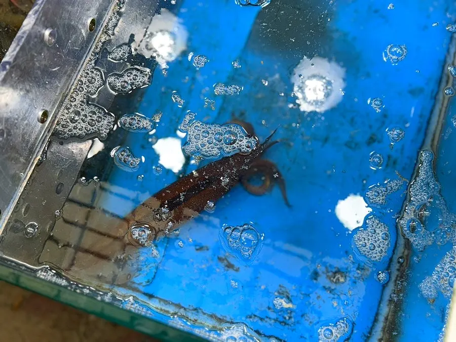 제철 가을 전어를 판매하는 녹도수산 수조