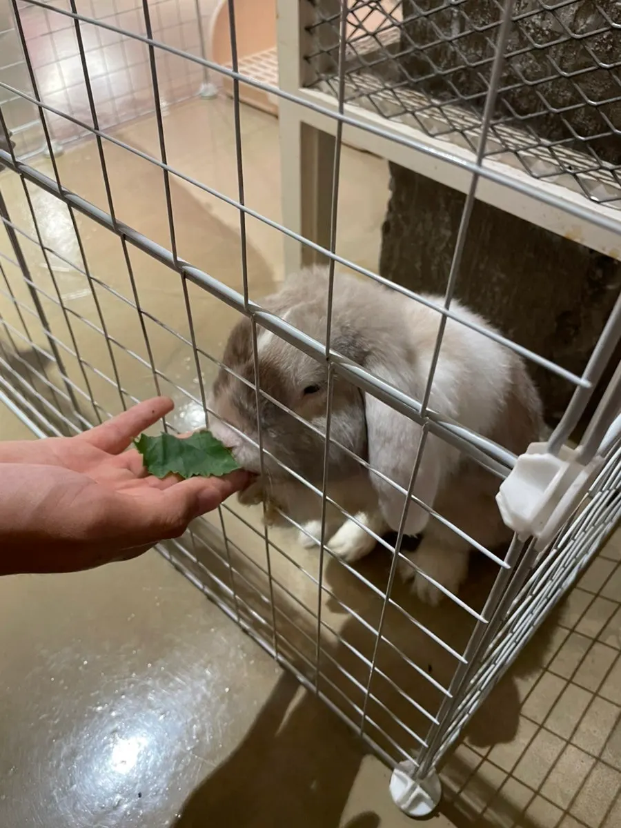 Timo, the pet rabbit kept at With Gopchang