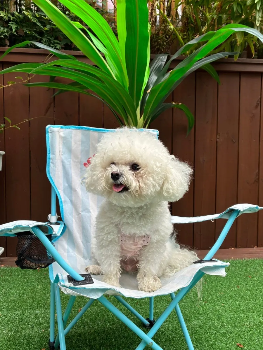 縦構図で撮った屋外犬用プール