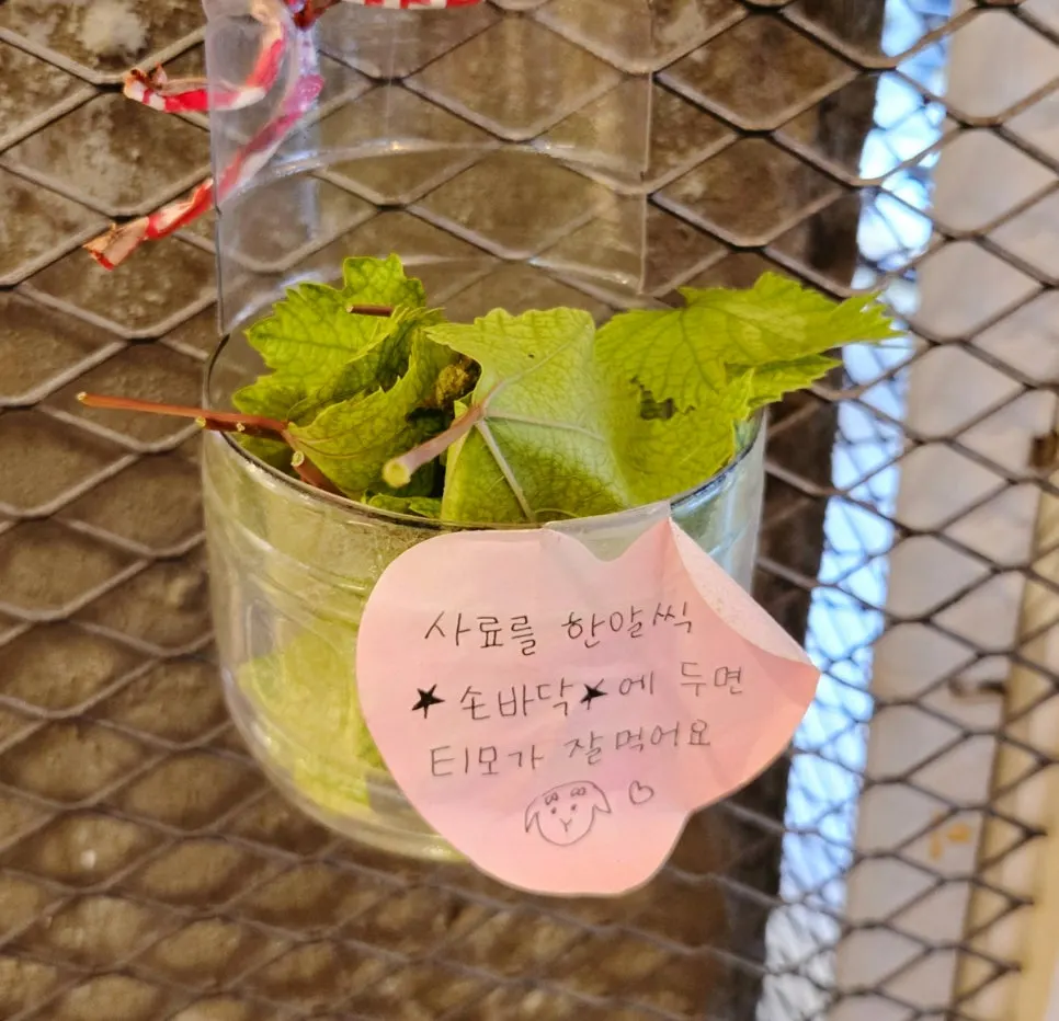 잠든 매장 마스코트 토끼 티모