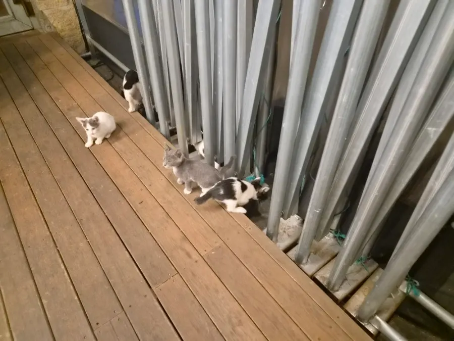 가게 앞에서 만난 고양이 가족