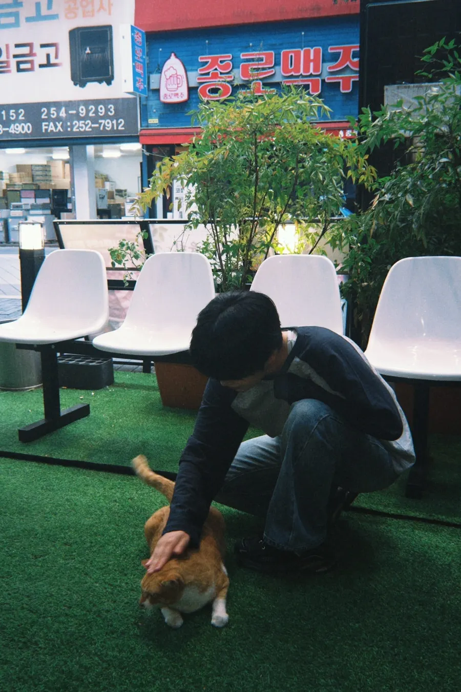 인조잔디 위에 앉은 개냥이 고양이