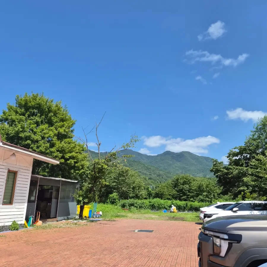 Vegetable field grown beside the restaurant