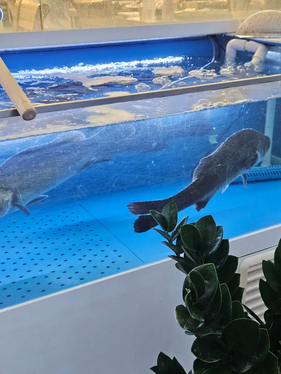 가게 외부에 관리된 활어 수조