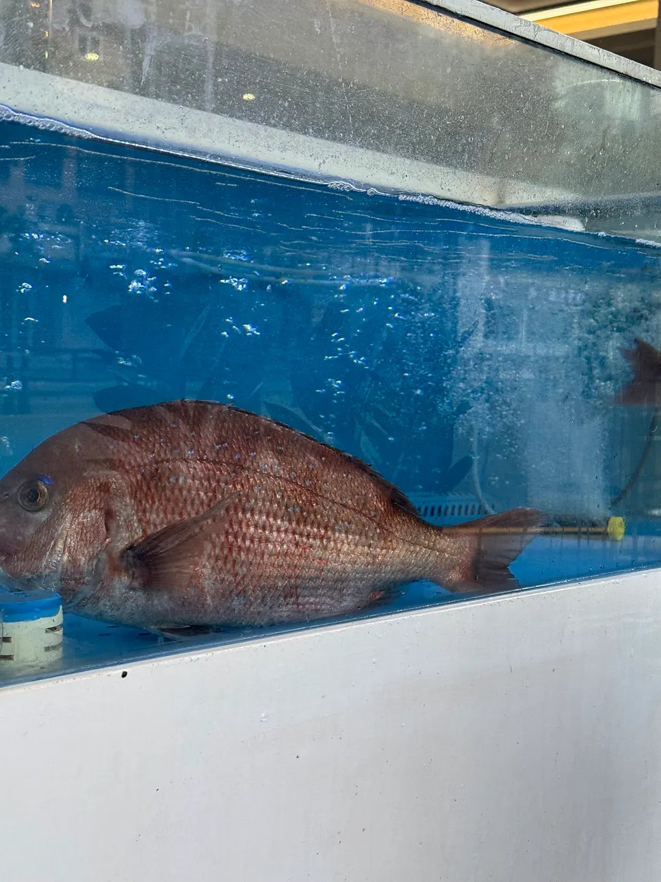 Live fish and seafood in the tank