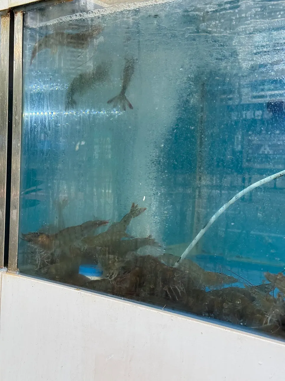 Seafood prepared in the tanks out front