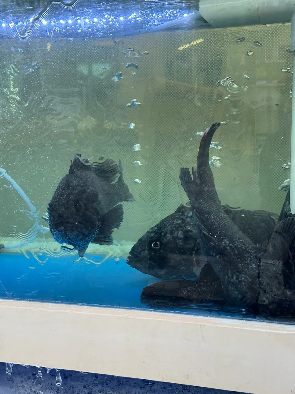 A well-maintained live fish tank