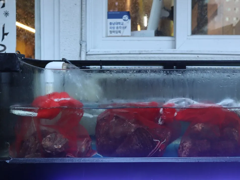 Tank with hagfish and shellfish