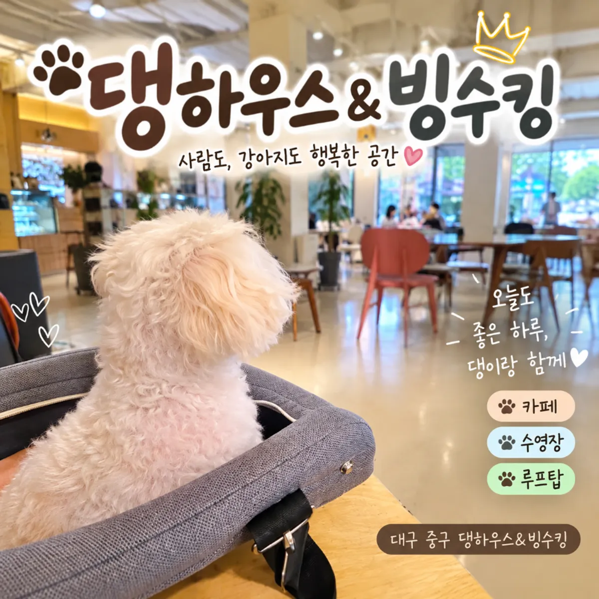 Dog that came along to Daenghaus&Bingsuking