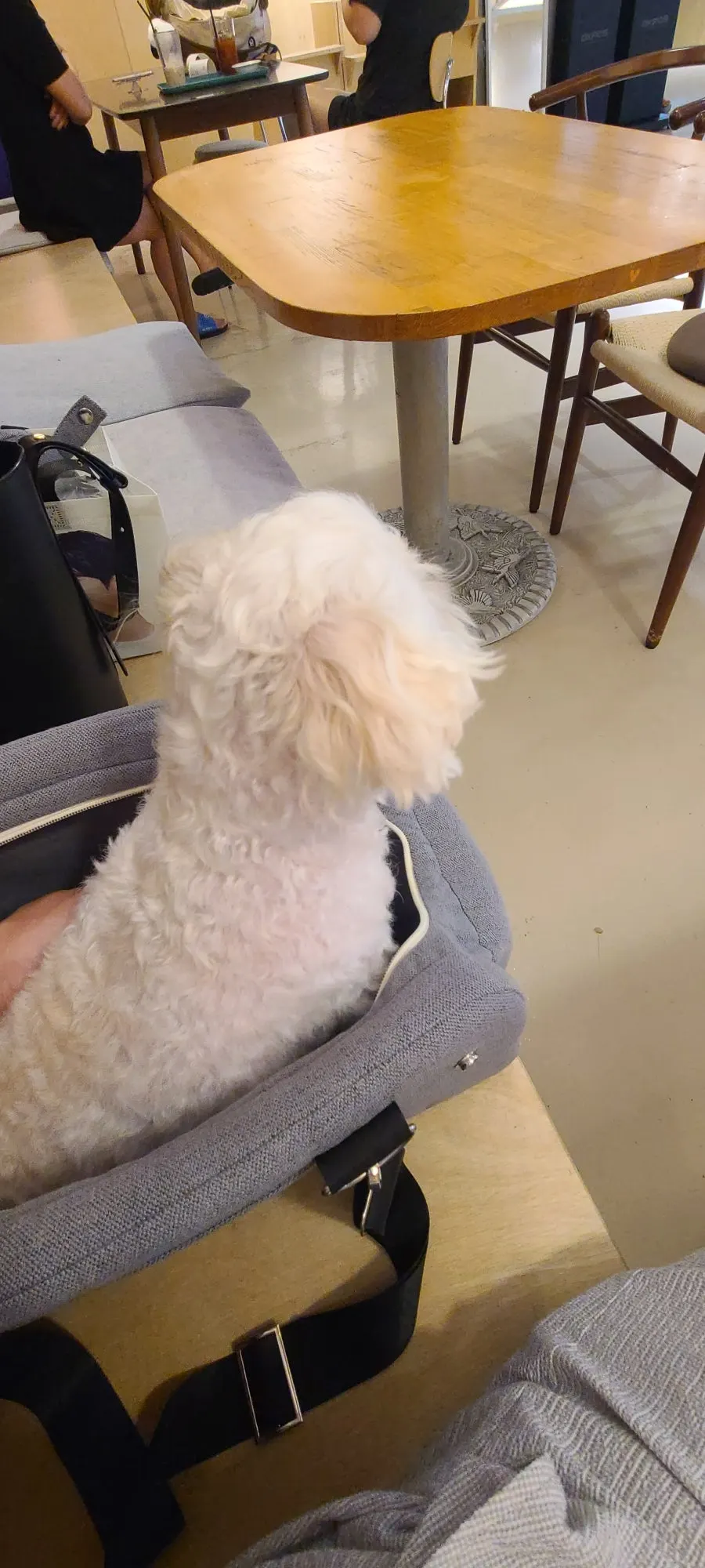 The shop's resident dog running over to greet a guest