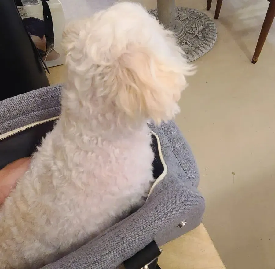 Dog hiding under the table watching nervously