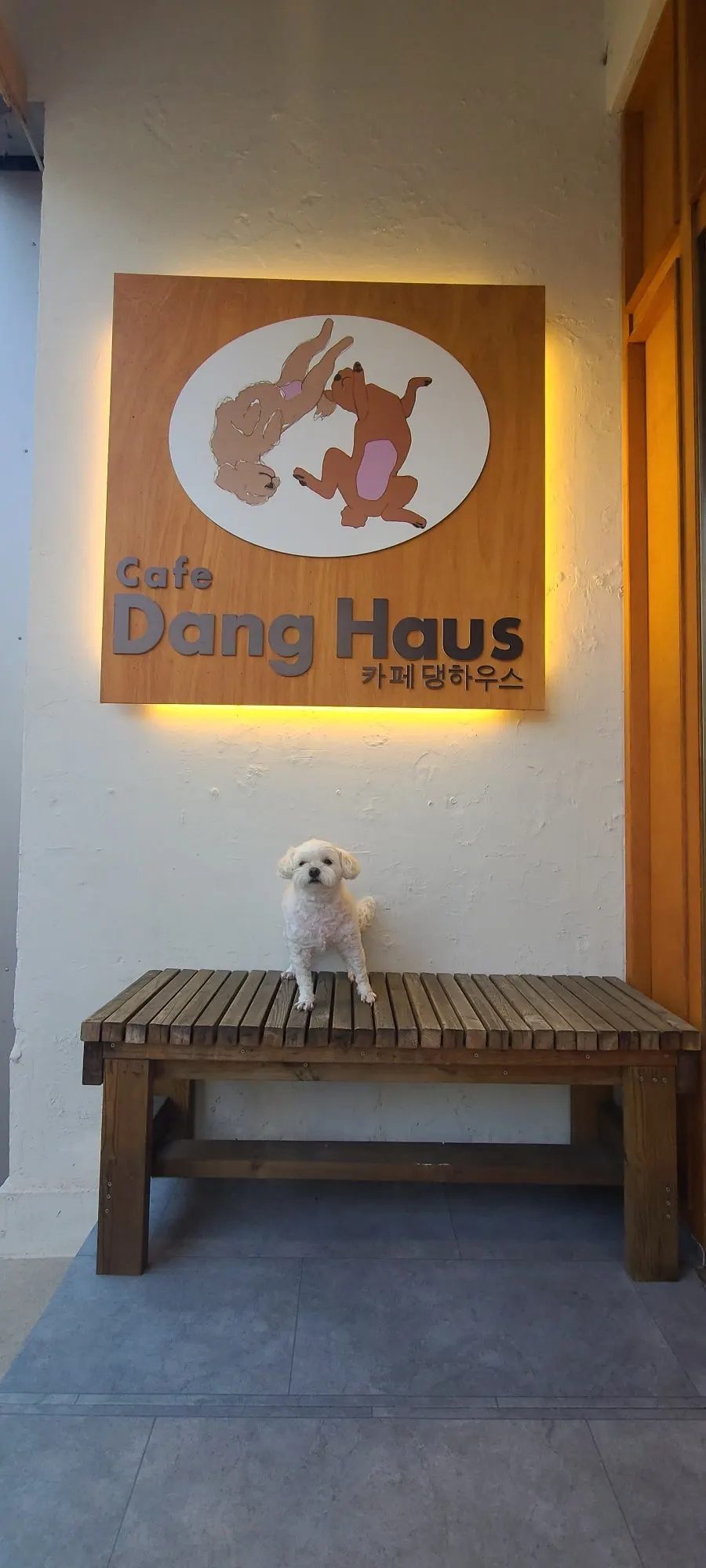 Dog wrapping up the day as a spectator