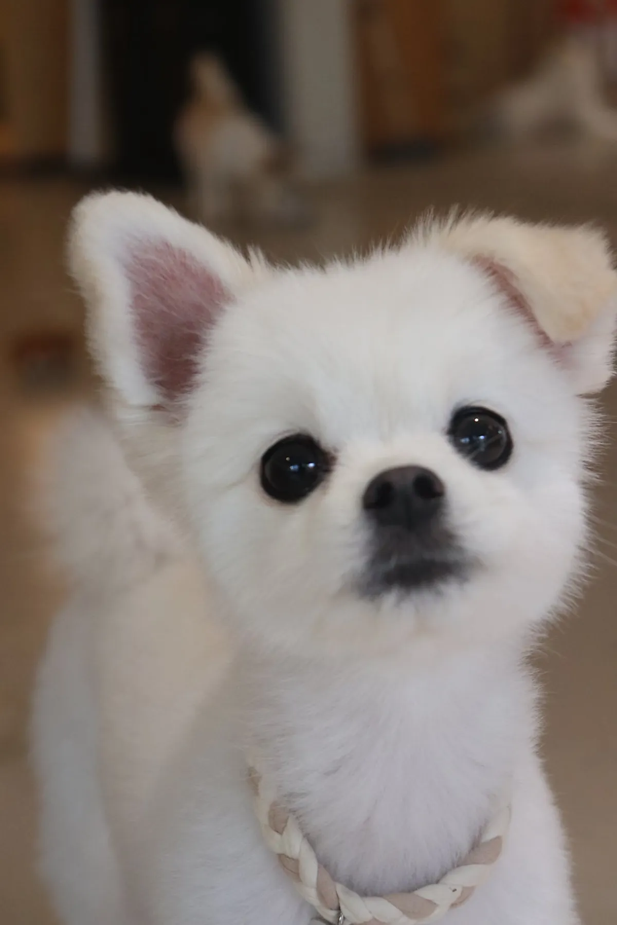 Photo taken with a dog inside Daenghaus&Bingsuking