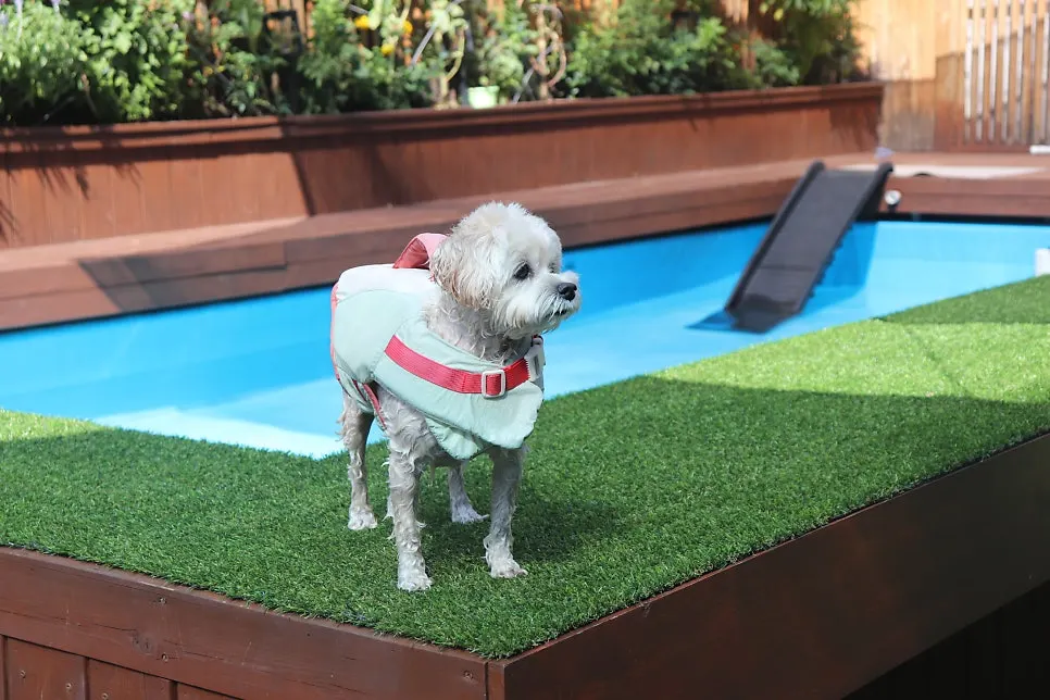 The 1st floor dog pool area