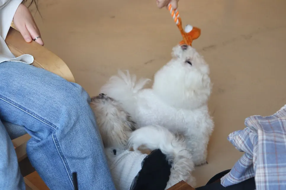 Dogs wandering around the shop