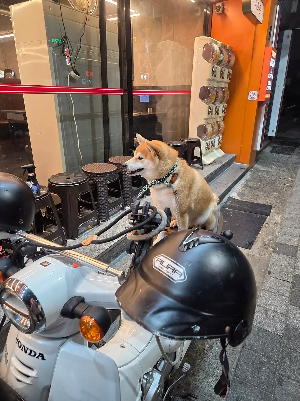 A dog visiting Daepae Maket