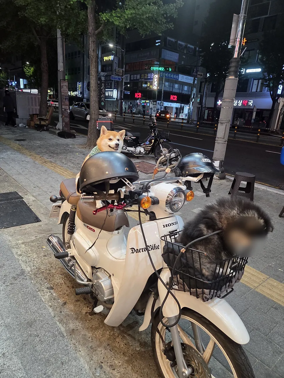 Two cute dogs inside the restaurant