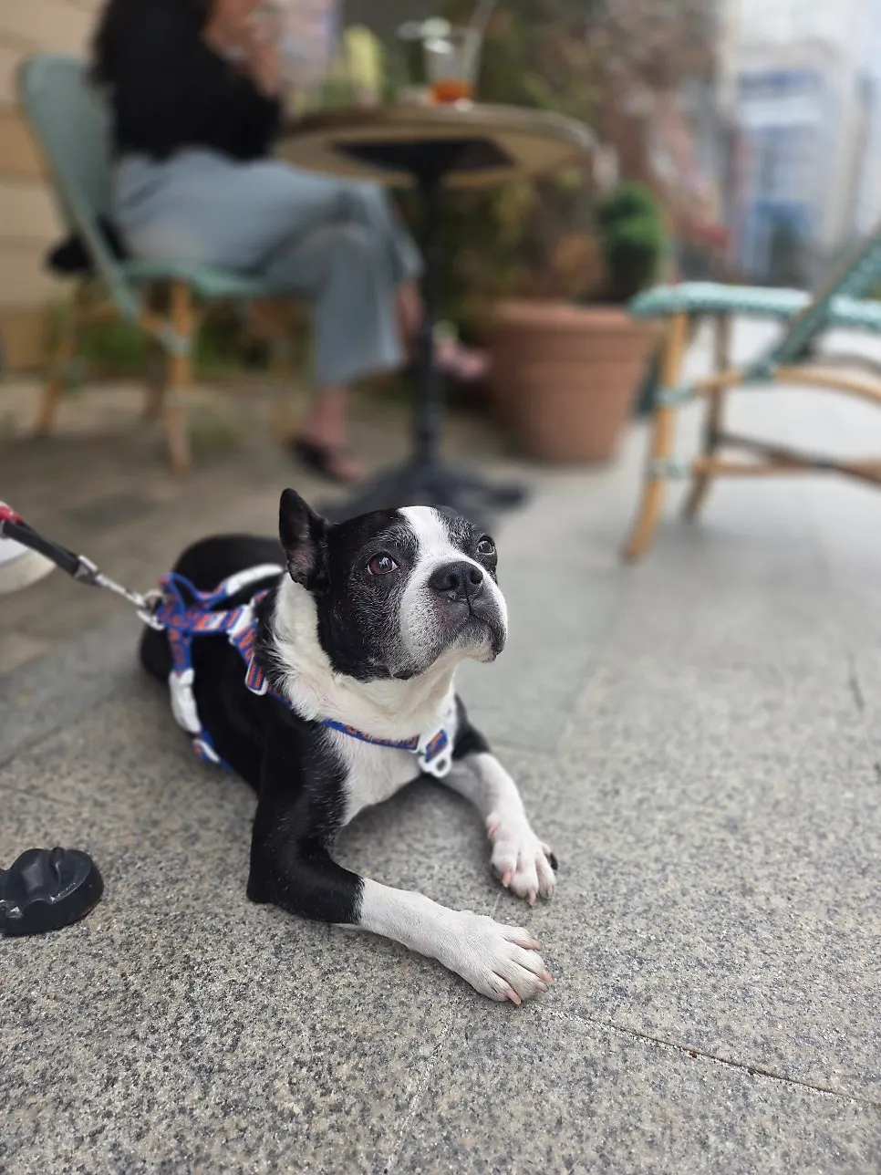 Terrace seating at Damgeum Gelato with a dog