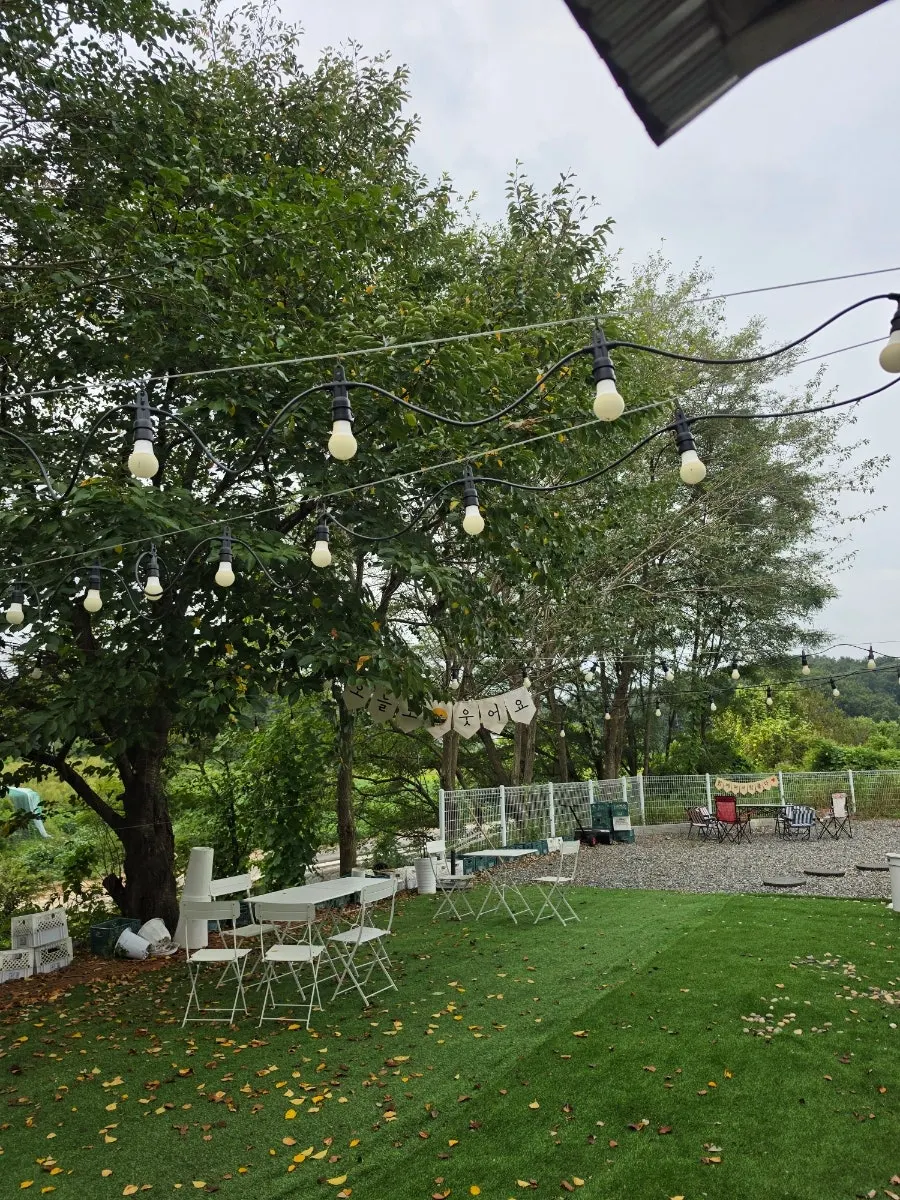 Outdoor garden with green trees and grass