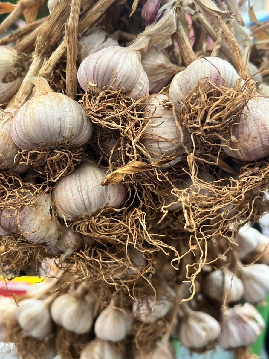The garlic seed bulbs that were purchased
